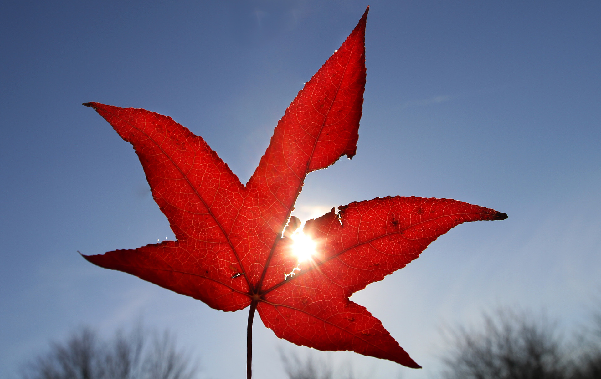 Herbstlaub ist in Lünen und Selm Sache der Eigentümer.