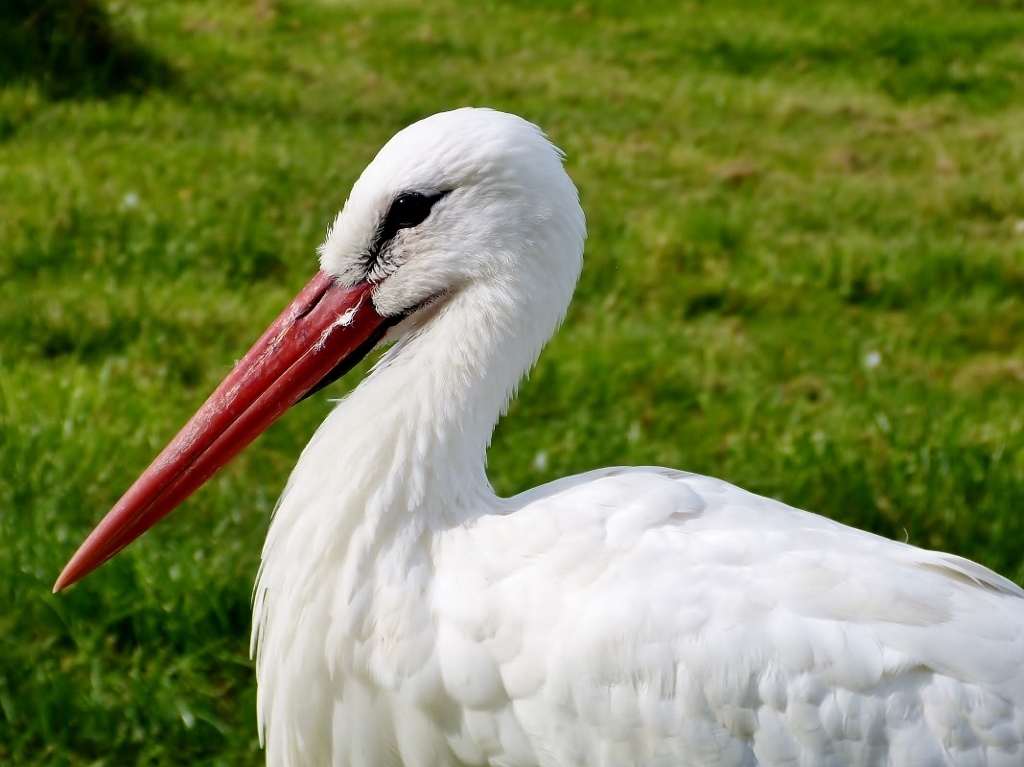 Weißstorch