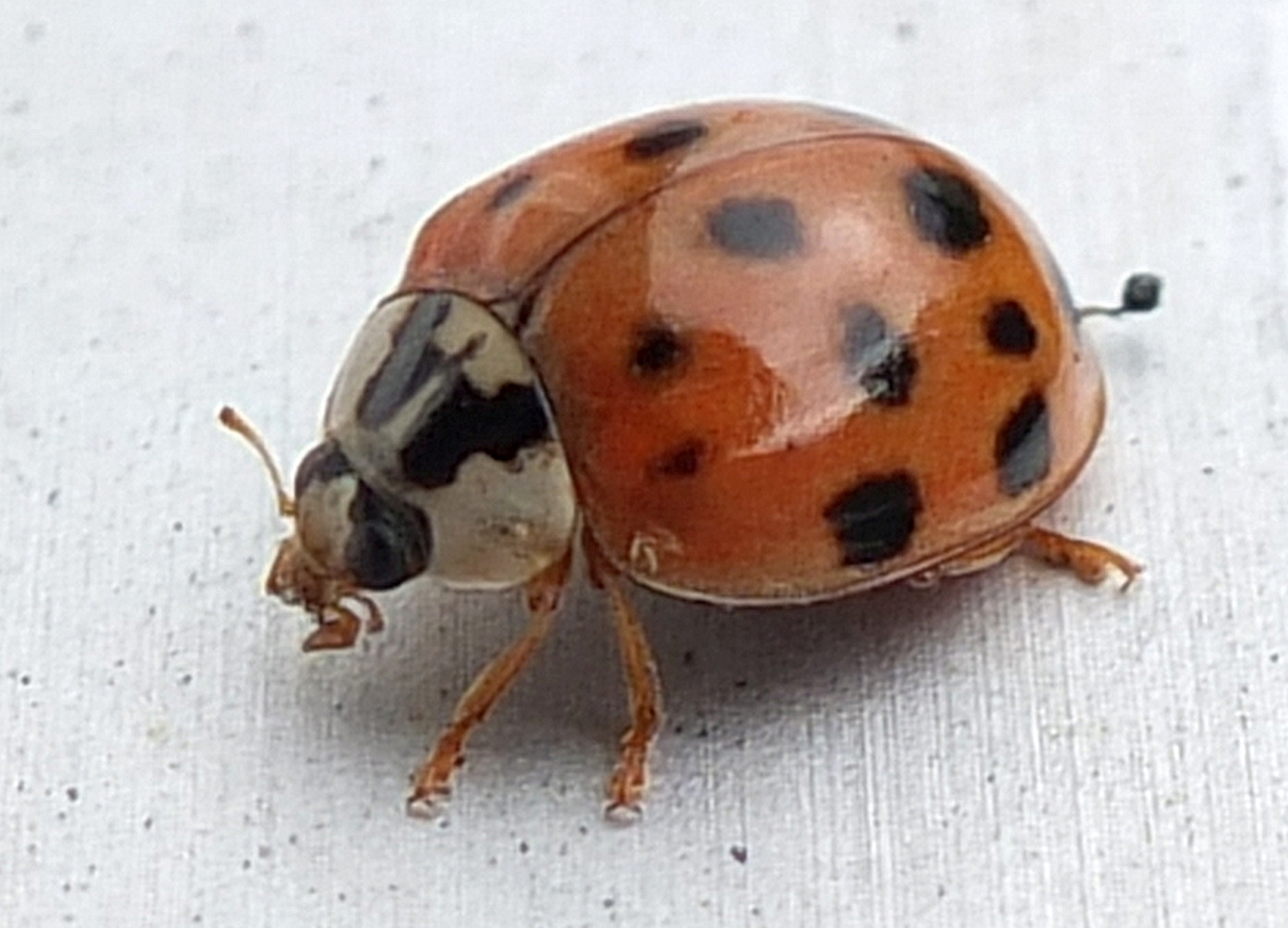 Marienkäfer