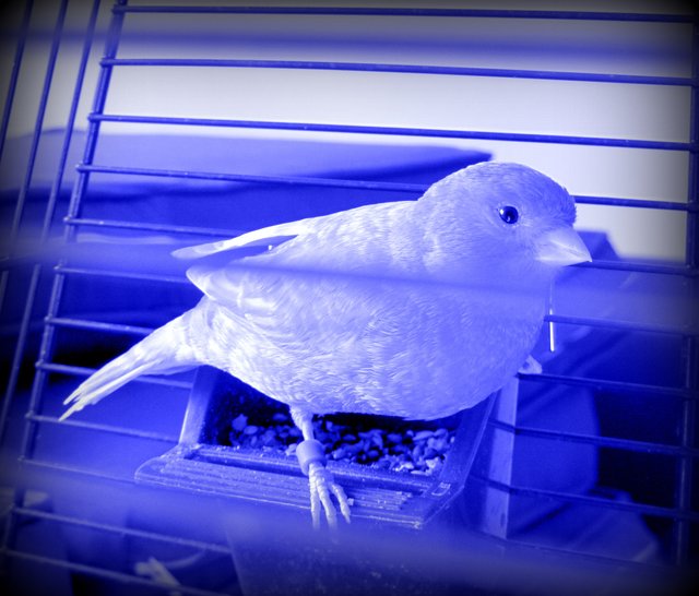 Der blaue Klaus aus Vogelheim. Mehr Ruhrgedichte gibts auf meiner Homepage.