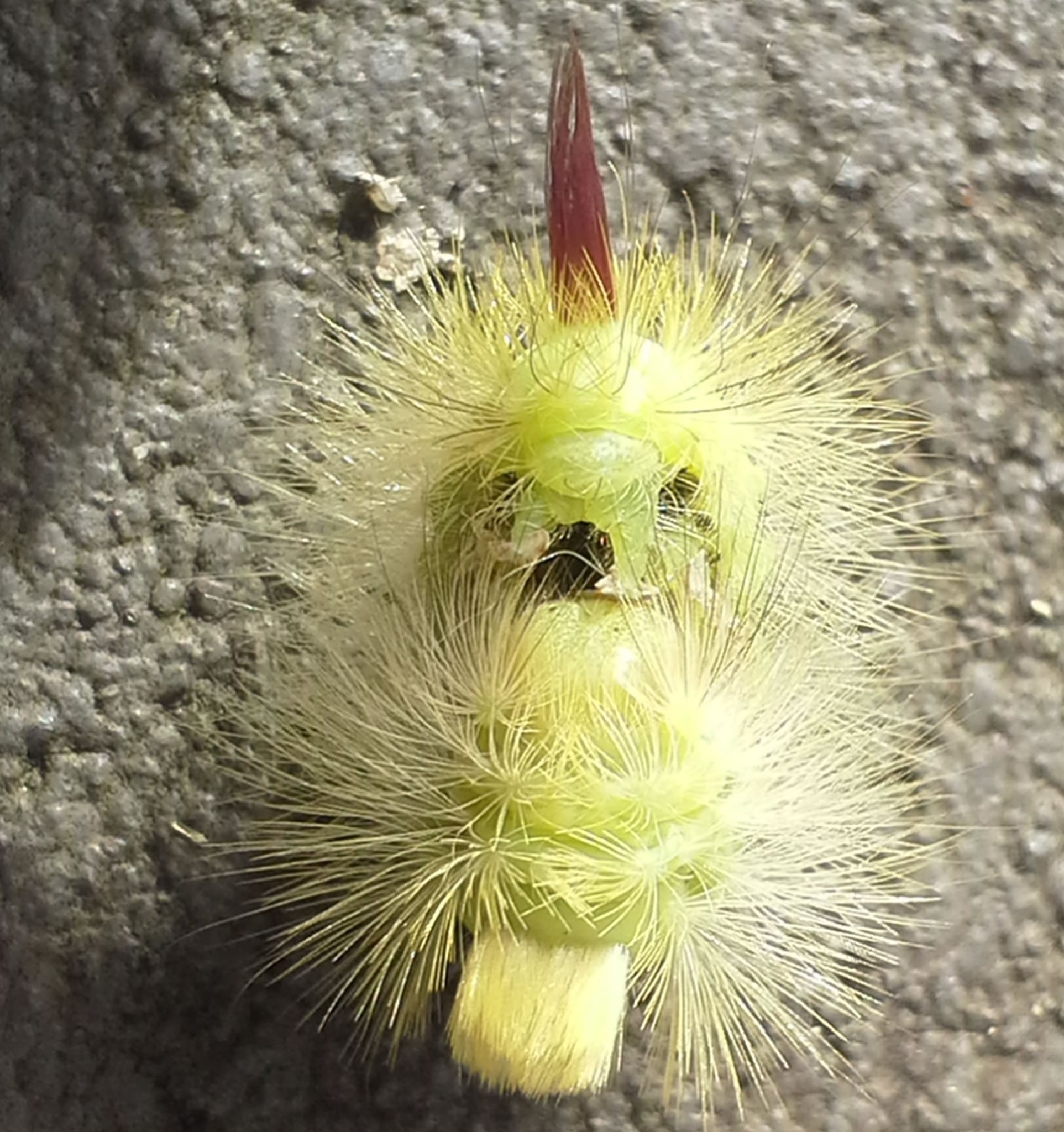 Buchen-Streckfuß (Calliteara pudibunda) - Arnsberg