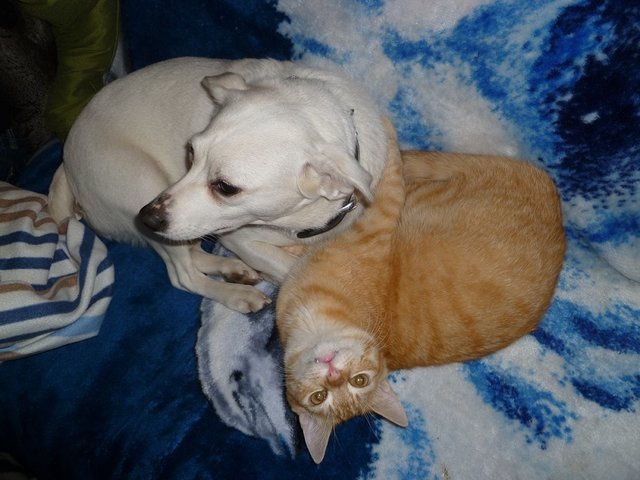 Hund und Katz'. | Foto: privat