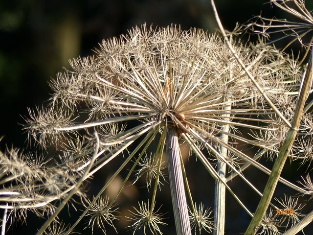 FOTO: RAINER BRESSLEIN