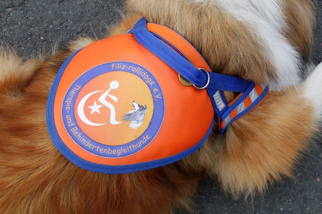 Die Kenndecke zeigt: Angus ist ein ausgebildeter Therapie- und Behindertenbegleithund. | Foto: Magalski