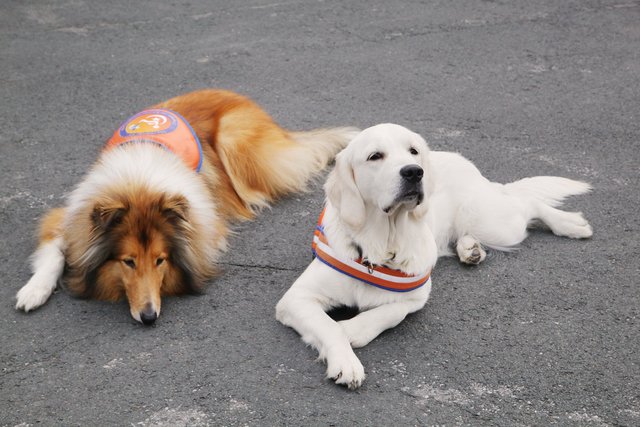 Marly mit ihrem Co-Trainer Angus vom Hasslinger Bruch. | Foto: Magalski