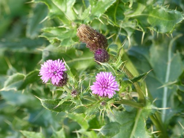 FOTO: RAINER BRESSLEIN