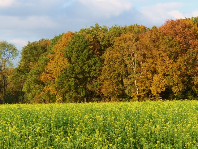 FOTO: RAINER BRESSLEIN