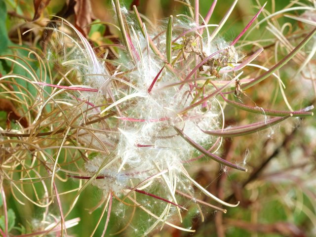 FOTO: RAINER BRESSLEIN