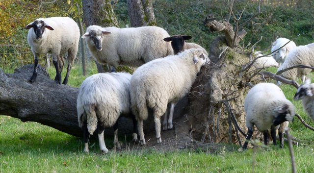 FOTO: RAINER BRESSLEIN