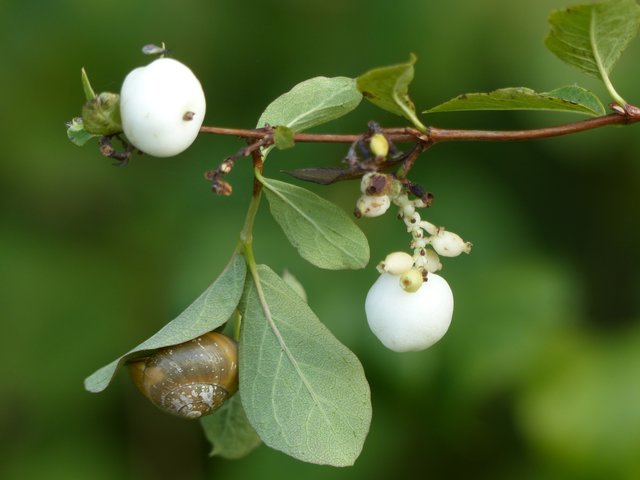 FOTO: RAINER BRESSLEIN