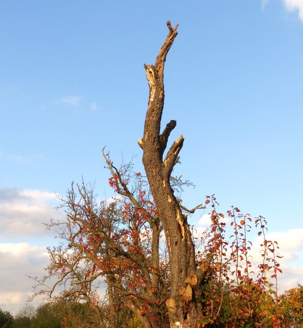 FOTO: RAINER BRESSLEIN