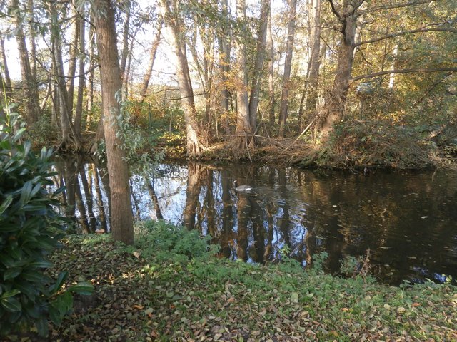 Unterer Mühlenteich, der zum oberen fließt.