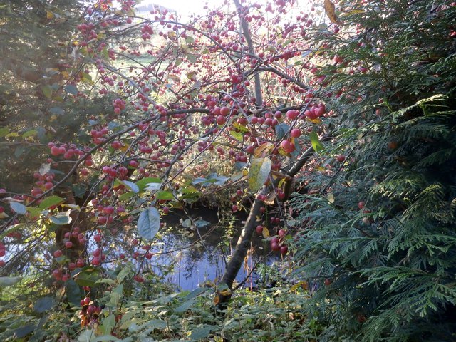 Mühlenbach und roter Teppichmispel