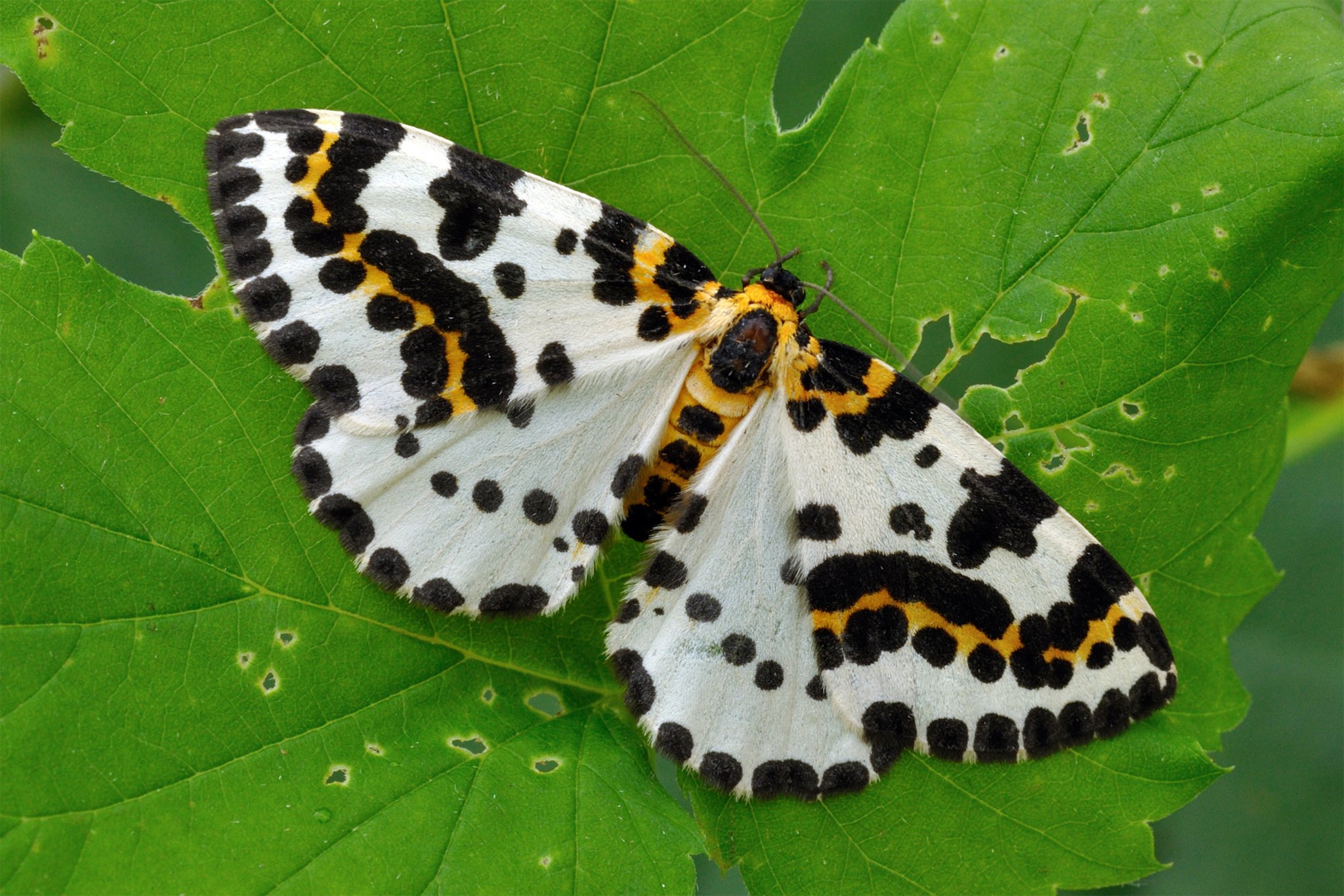 Stachelbeerspanner Ist Schmetterling Des Jahres 2016 Marl