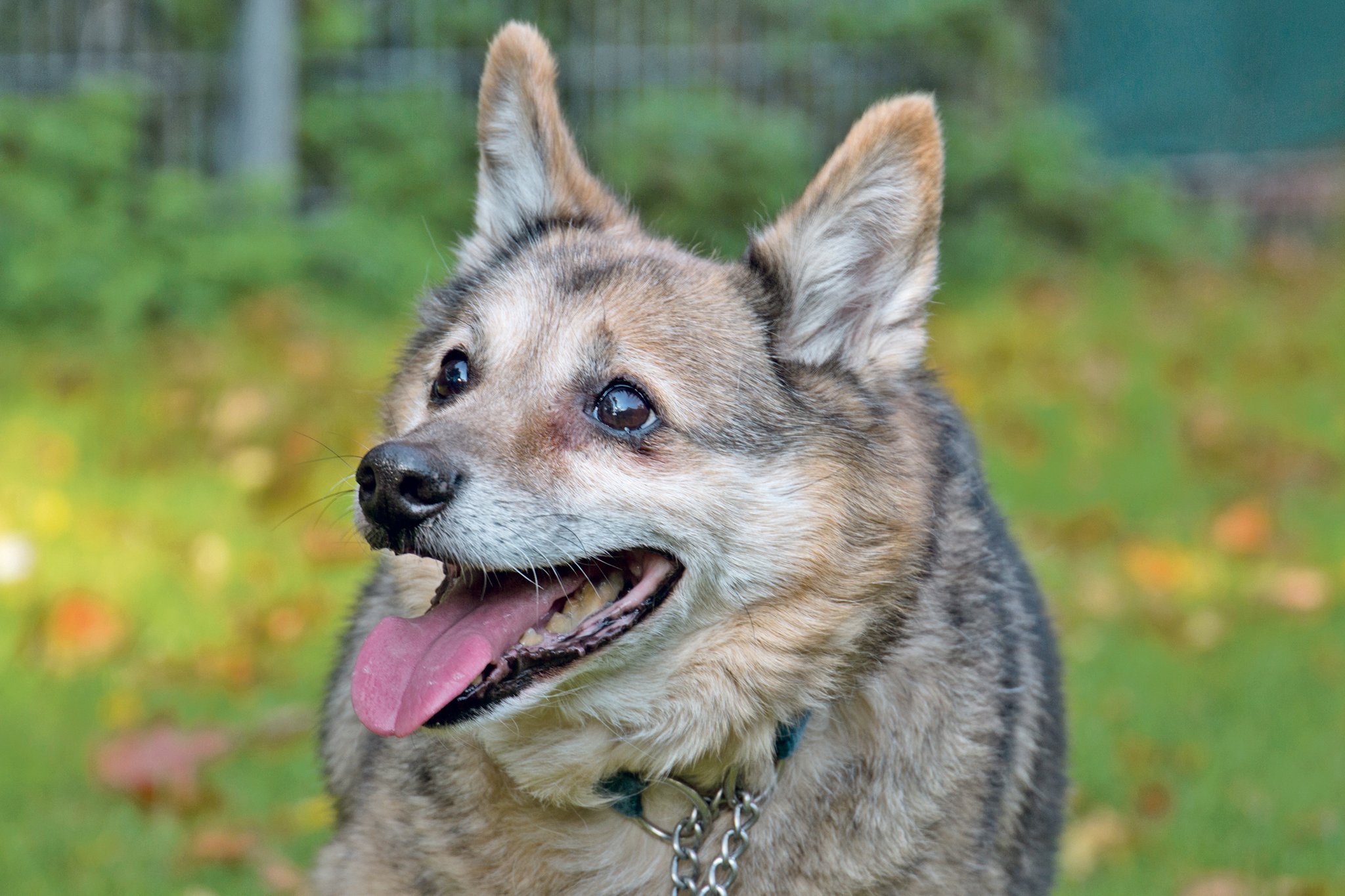 Ü9Programm im Essener Tierheim neue Hoffnung für tierische Oldies