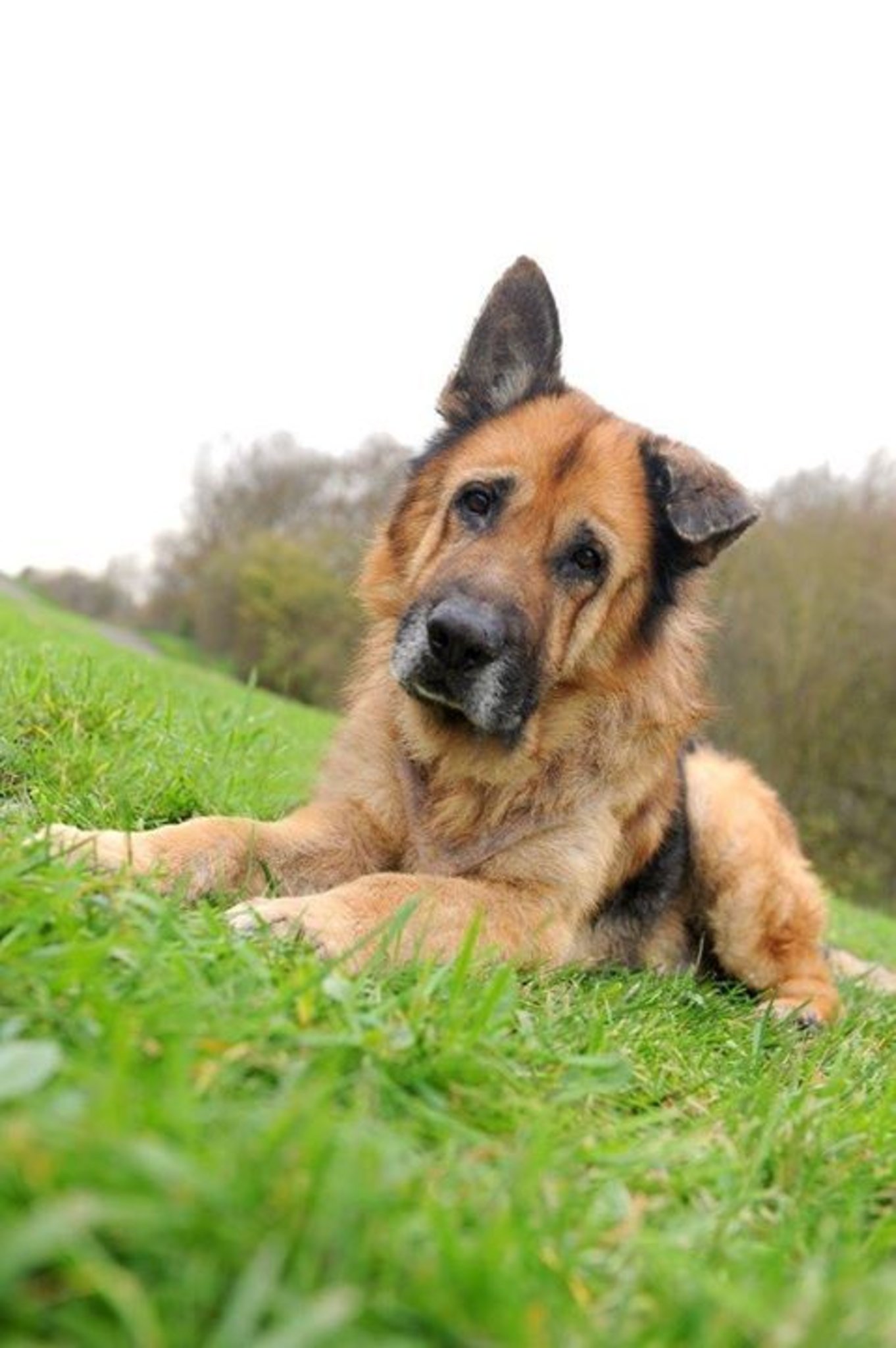 Tiere sind keine Weihnachtsgeschenke Keine tierischen Geschenke unter