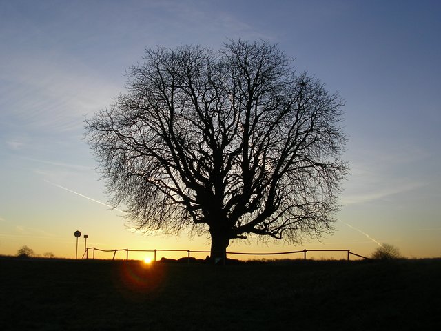 Umweltschützer befürchten den Sonnenuntergang der Baumidylle in Kamen .