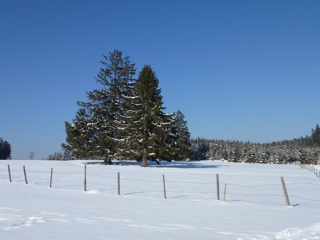 Weidezaunpfähle dürfen natürlich nicht fehlen