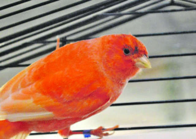 47: Vogel, männlich; gefunden am 12. Januar an der Grünstraße in Altenessen