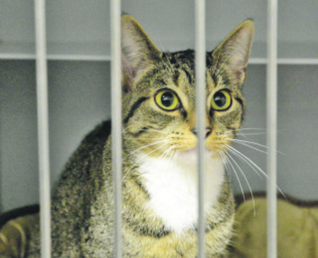 71: Katze, weiblich; gefunden am 14. Januar an der Dahlhauser Straße in Horst