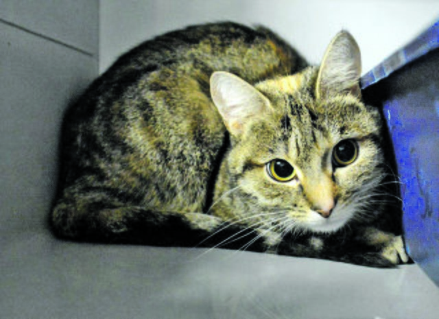 67: Katze, weiblich; gefunden am 14. Januar an der Beisenstraße in Katernberg