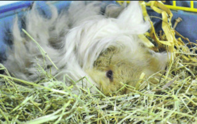 48: Meerschweinchen, weiblich; gefunden am 12. Januar an der Bocholder Straße in Borbeck