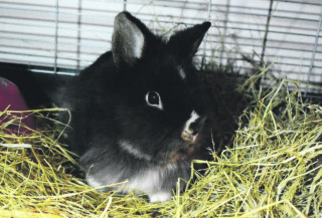 41: Kaninchen, männlich, kastriert; gefunden am 9. Januar am Geilinghausweg in Heidhausen