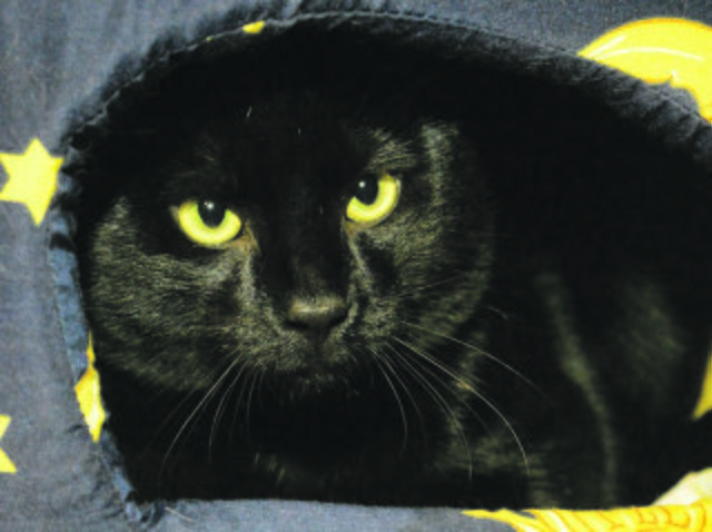 60: Kater; gefunden Ende Dezember 2015 zusammen mit Kater Nr. 61 an der Altenessener Straße in Altenessen. Die Kater wurden erst am 12. Januar ins Tierheim gebracht.