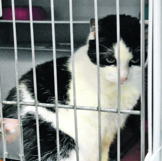 62: Katze, weiblich; gefunden am 11. Januar am Reuenberg in Dellwig; ist in beiden Ohren tätowiert (nicht leserlich).