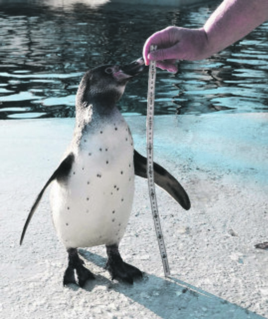 Pinguin Paulchen wächst prima. | Foto: Tierpark Bochum