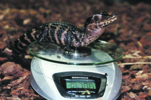 Kaiman-Jungtier auf der Küchenwaage. | Foto: Tierpark Bochum