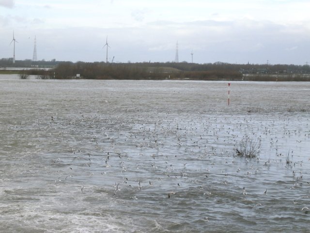 Rhein, Möwen und überflutete Rheinauen