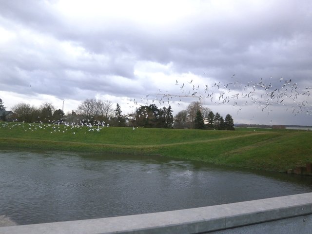 Möven fliegen von der Emscher zu den überfluteten Rheinauen