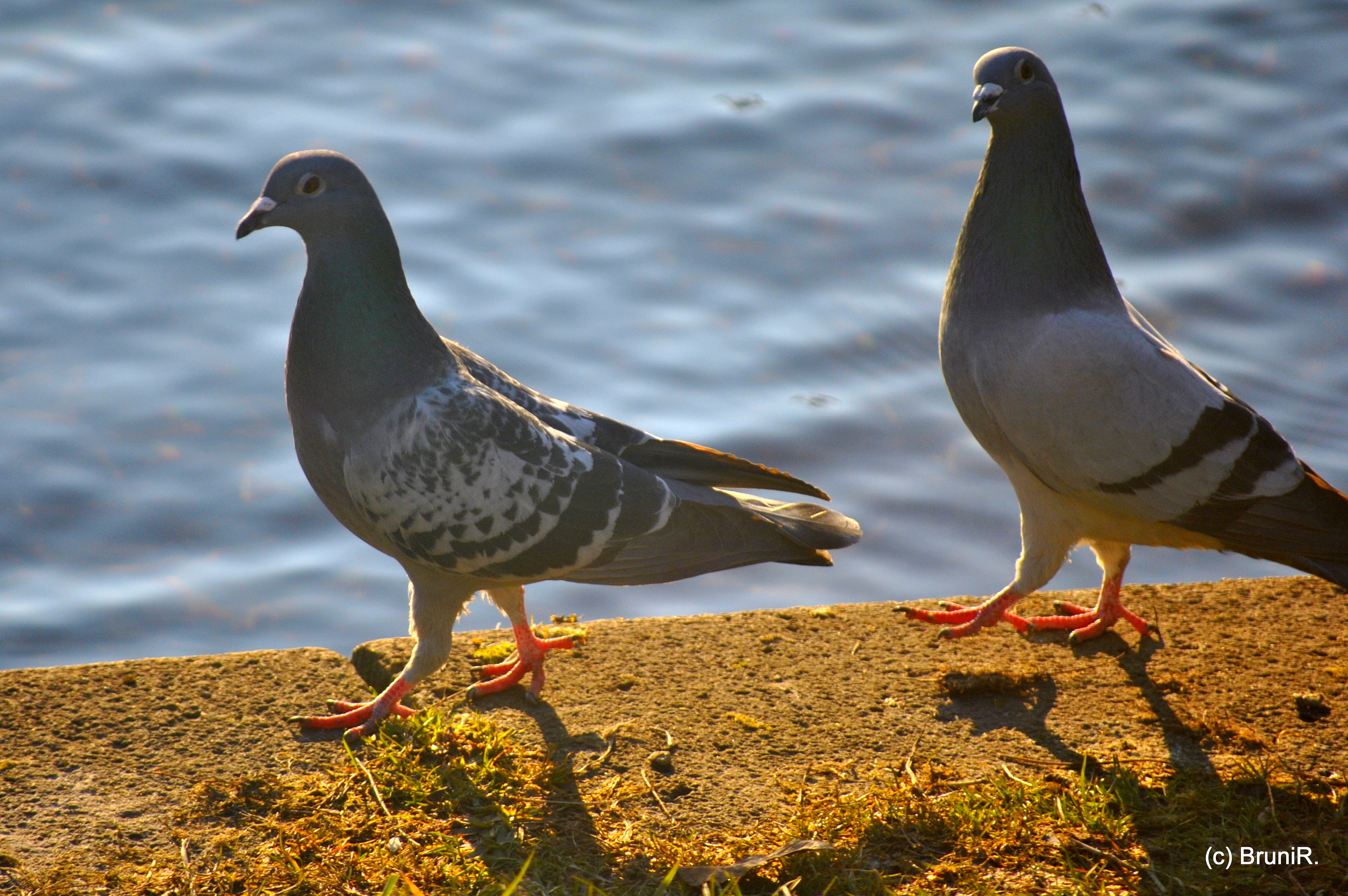 Taube links: "Tolles Kleidchen führe ich hier vor!" --- Taube rechts: "Heisses Geschoss... da bleibe ich dran!!!" ;-)))