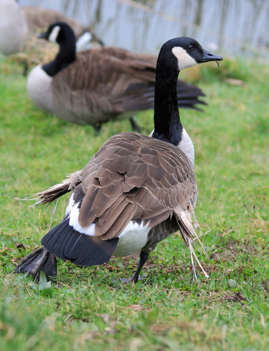 Manche Gänse können nicht fliegen - ihre Flügel sind falsch angewachsen.