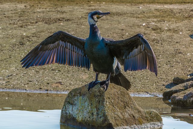 Vor den Booten haben die Kormorane relativ wenig Scheu