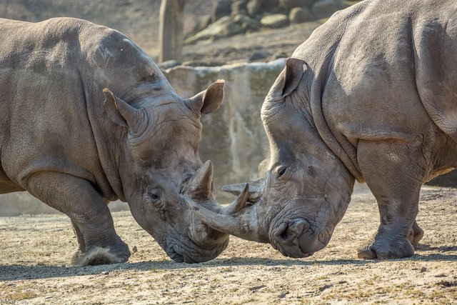 Bei den Nashörnern geht es etwas robuster zu