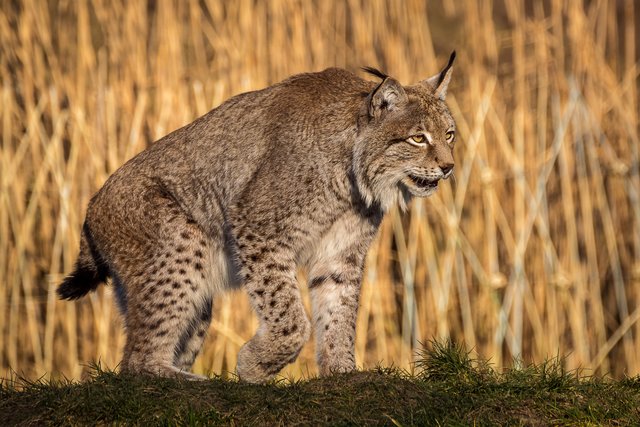 Luchs