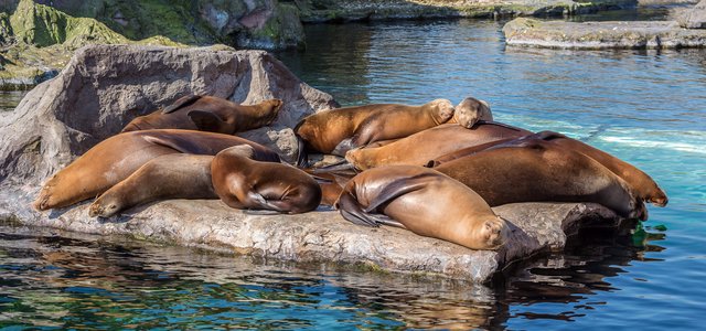 Das schöne Wetter wird auch bei den Seelöwen gerne genossen