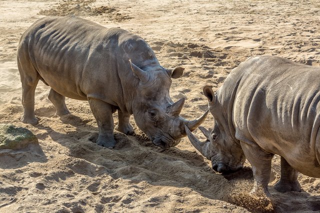 Bei den Nashörnern geht es etwas robuster zu