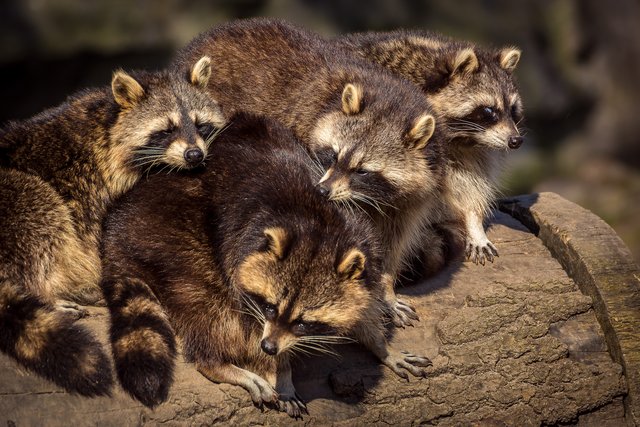 Die Panzerknacker-Bande (Waschbären)