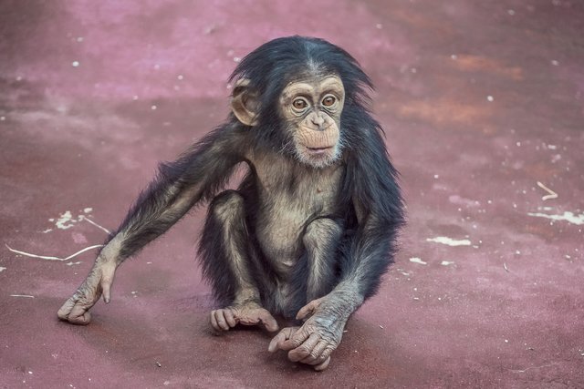 Schimpansenjunges