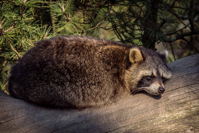 Wenn ich bei Hanni ordentlich Unordnung geschaffen habe, werde ich immer so müüüüüde . . . .