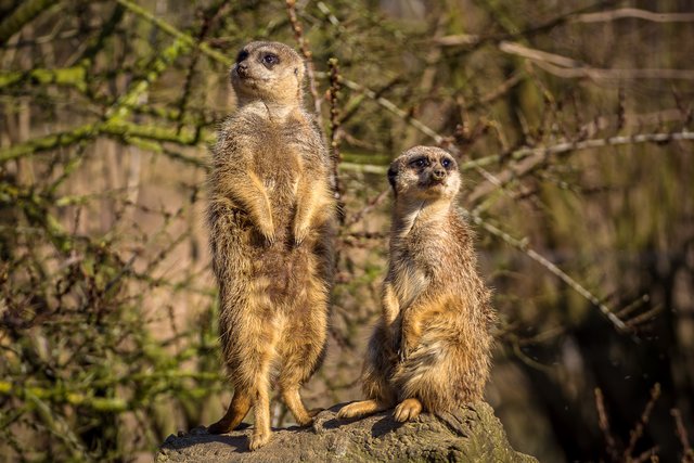 Doppelwache bei den Erdmännchen