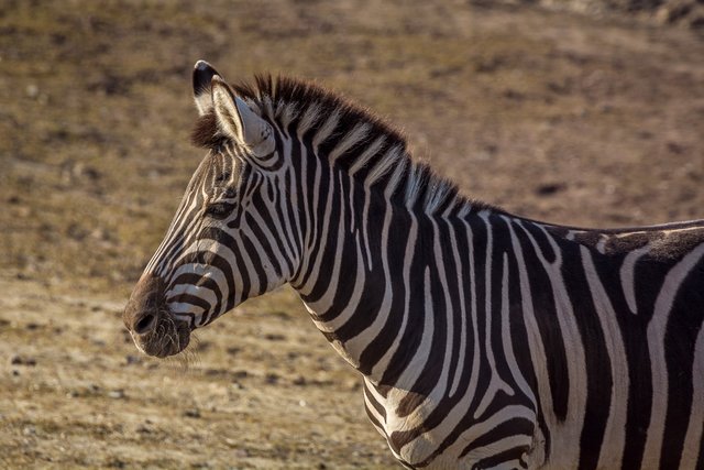 Zebra