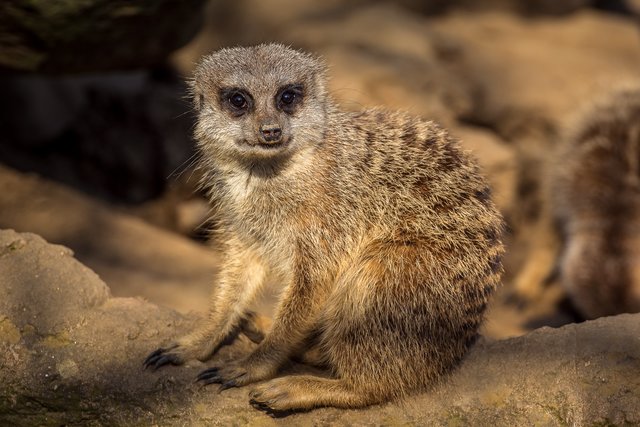 Die Lieblinge aller Zoobesucher: Erdmännchen