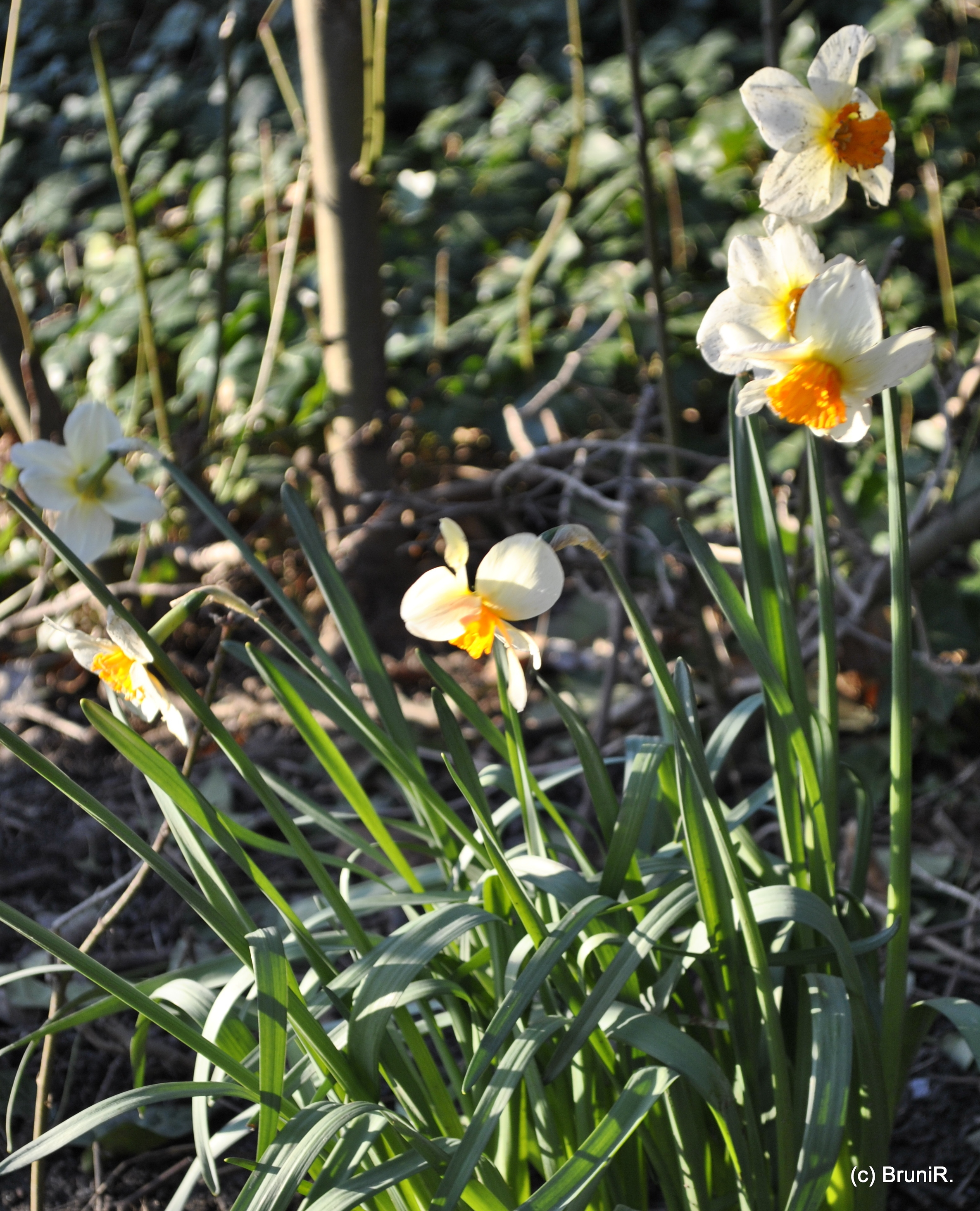 Ostern steht vor de Tür... und die Osterglocken blühen teilweise schon einige Wochen!!!