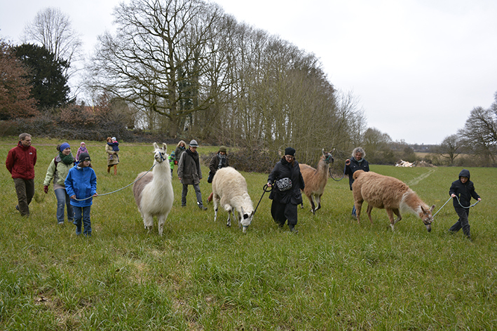 Unterwegs prüfen die Lamas ob das Gras besonders gut schmeckt.