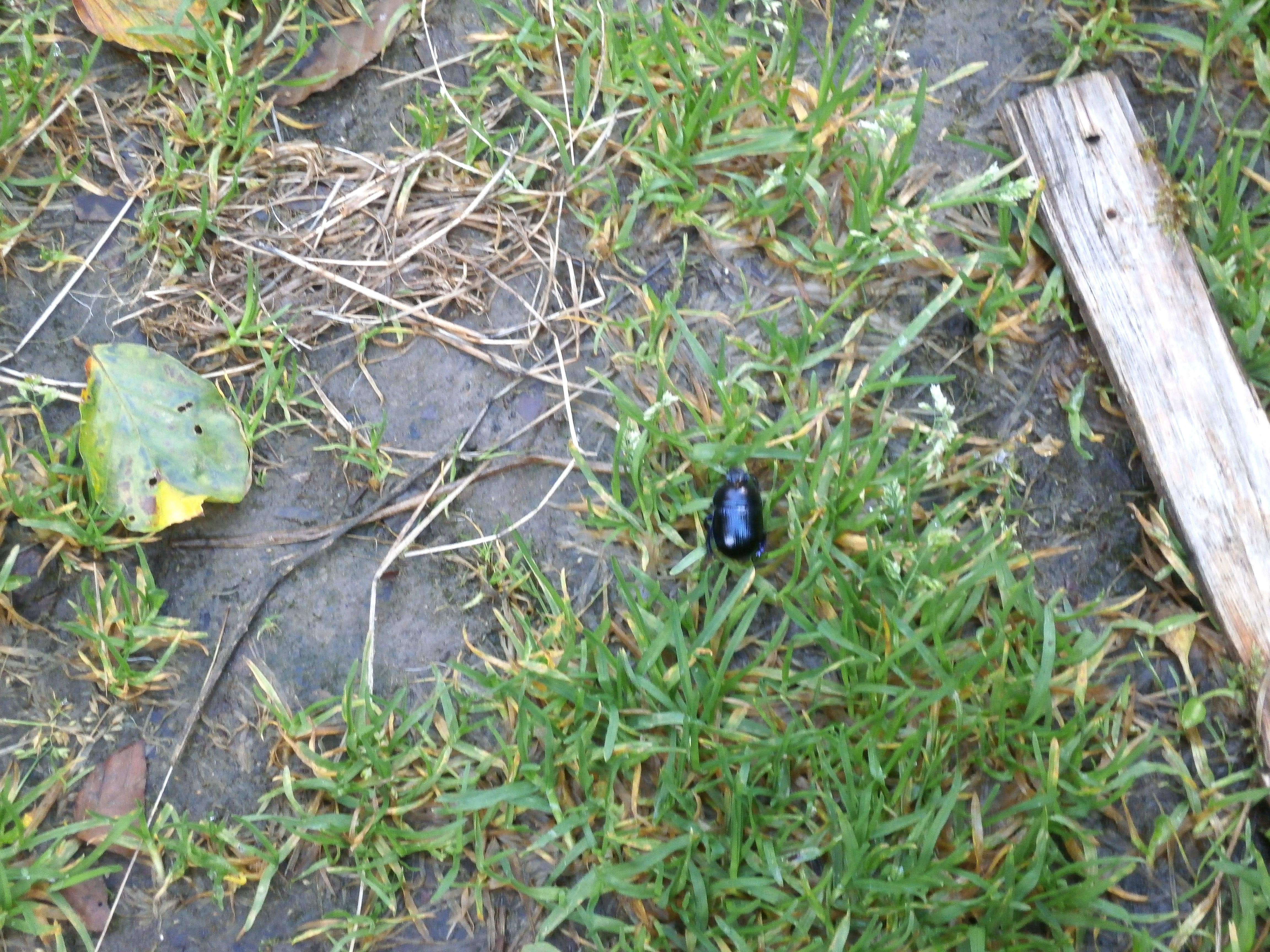 Ich, Käfer Karl, bin auf Wanderschaft...