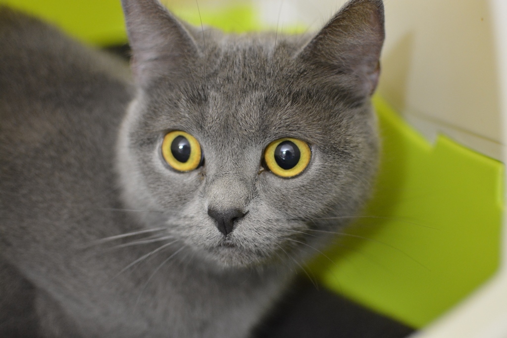 Soraya ist ein wunderschönes Karthäuser-Mädchen, (noch) ein Schützling des Tierheims Marl-Haltern.